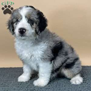 Miniature Aussiedoodle Puppies For Sale | Greenfield Puppies